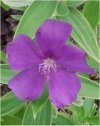 Tibouchina urvilleana