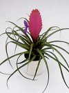 Tillandsia argentea