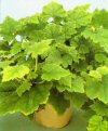 Tolmiea