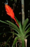 Vriesea splendens