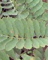 Zamia pumila