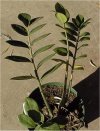 Zamioculcas zamiifolia