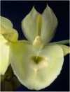Orchidee Catasetum