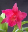 Orchidee Cattleya spicata