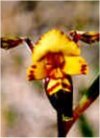 Orchidee Diuris