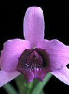Orchidee Laelia