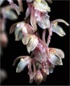 Orchidee Leochilus