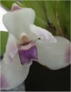 Orchidee Pescatorea