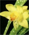 Orchidee Phaius