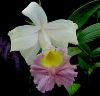 Orchidee Sobralia