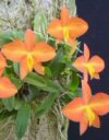 Orchidee Sophronitis