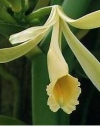 Orchidee Vanilla