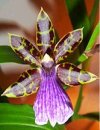Orchidee Zigopetalum