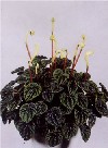 Peperomia caperata