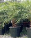 Phoenix canariensis