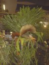 Platycerium bifurcatum