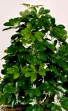 Schefflera actinophylla