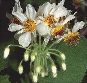 تیل آپارتمانی