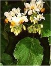 Sparmannia africana