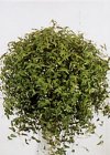 Tradescantia