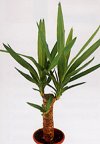 Yucca aloifolia