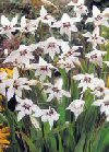 Bulbi Acidanthera