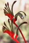 Bulbi Anigozanthos
