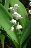 Bulbi Convallaria majalis