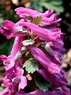 Bulbi Corydalis solida