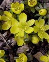 Bulbi Eranthis hyemalis