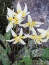 Bulbi Erythronium
