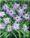 Bulbi Ipheion uniflorum