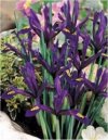 Bulbi Iris reticulata