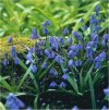 Bulbi Scilla siberica