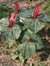 Bulbi Trillium grandiflorum