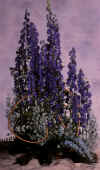 Aconitum vulparia