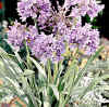 Agapanthus