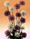 Allium