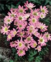 Anemone blanda