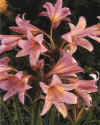 Amaryllis belladonna
