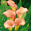 Bulbi Zantedeschia aethiopica