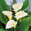 Calla