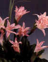 Amarcrinum
