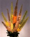 Bulbi Eremurus