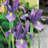 Bulbi Iris hollandica