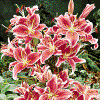 Bulbi Lilium