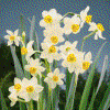 Speciali Narcisi Tulipani Giacinti crocus