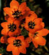 Bulbi Ornithogalum arabicum