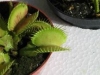 Dionaea muscipula