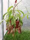 Nepenthes hookeriana